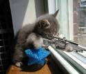 Sniper_Kitten